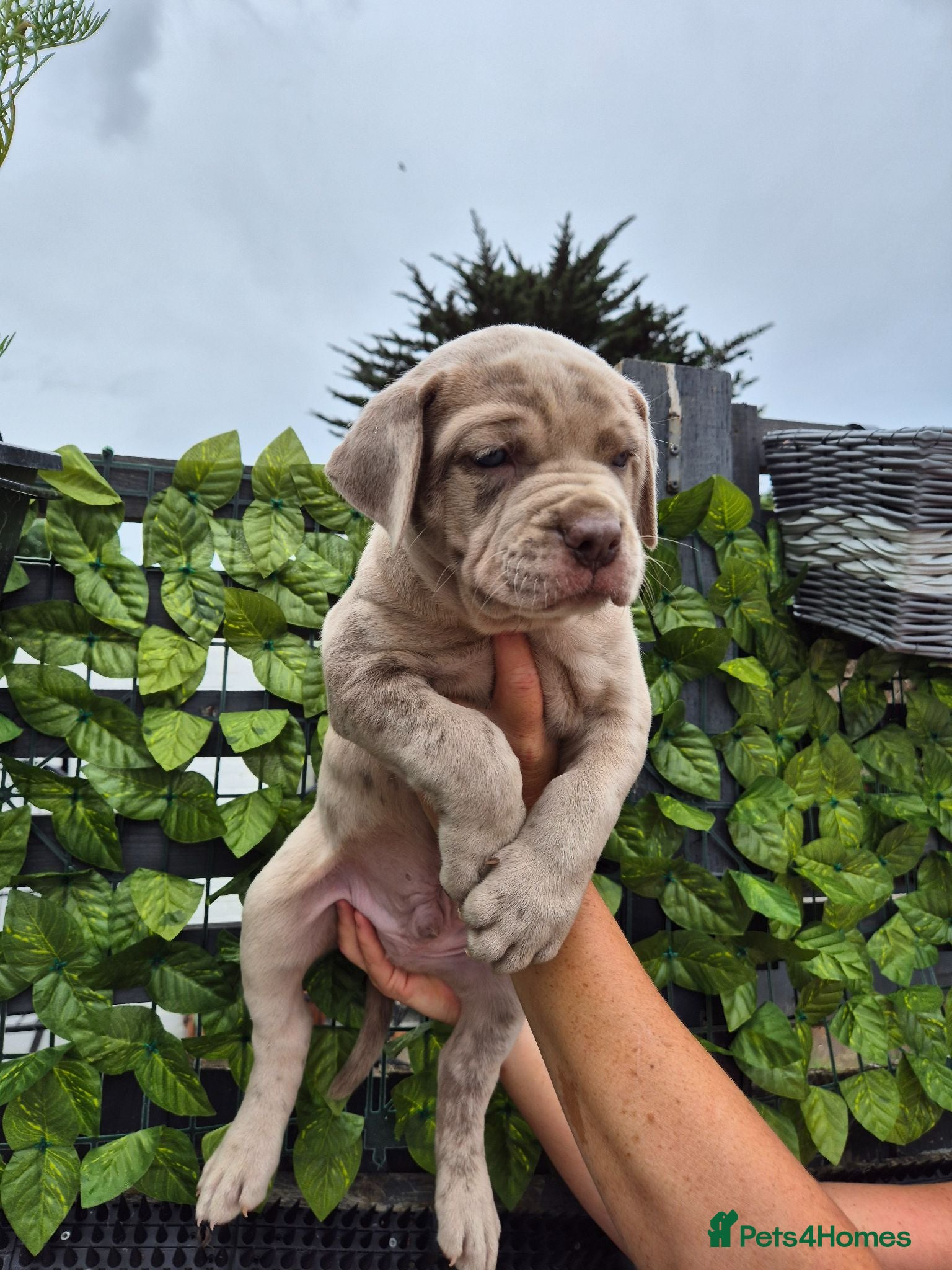 Mastiff dogs MASTIFF pups for sale - Advert 2