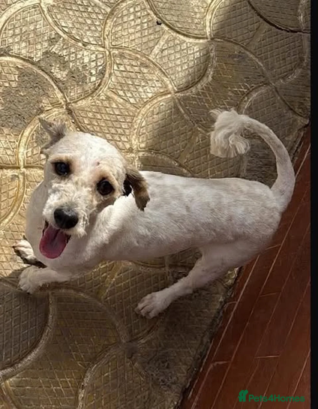 Mixed Breed dogs for adoption: Riley — 1.5‑Year‑Old Small Mixed Breed  - Advert 1