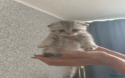 Scottish Fold cats for sale: Adorable Scottish fold silver kittens  - Image 10
