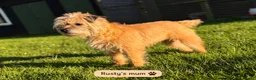 Border Terrier dogs for stud: Rusty – Proven, SLEM Clear Border Terrier Stud  - Advert 11