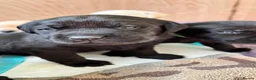 Labrador Retriever dogs for sale: 2 gorgeous black boys available  - Advert 35