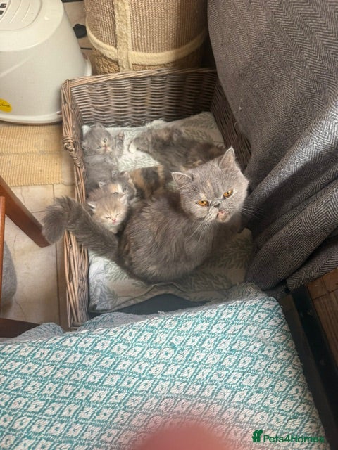 Persian cats for sale: Gorgeous Persian Kittens - 3 Boys & 3 Girls in London - Advert 2