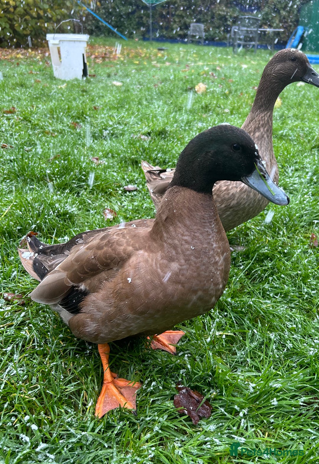Ducks poultry for sale: Male Khaki Campbell Duck for FREE - Advert 4