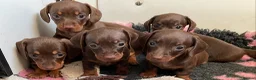 Miniature Dachshund dogs for stud: Mini Smooth Choc/Tan Male Dachshund (stud only) - Advert 5