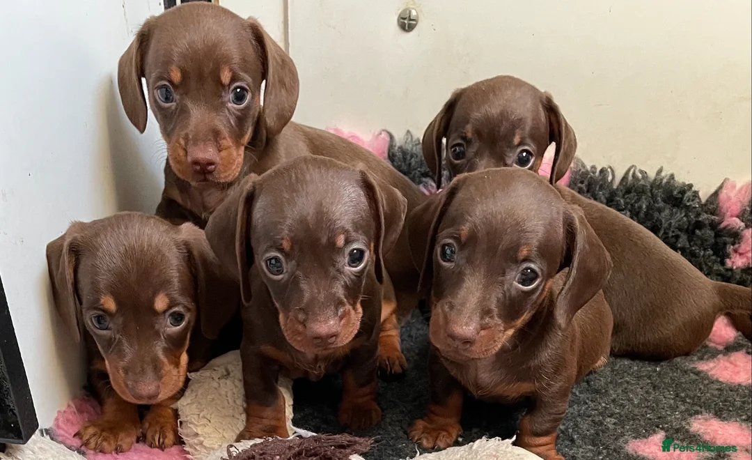 Miniature Dachshund dogs for stud: Mini Smooth Choc/Tan Male Dachshund (stud only) - Advert 5