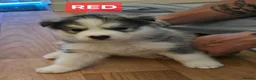 Siberian Husky dogs for sale: A lovely liter of 6 siberian husky pups. - Advert 5