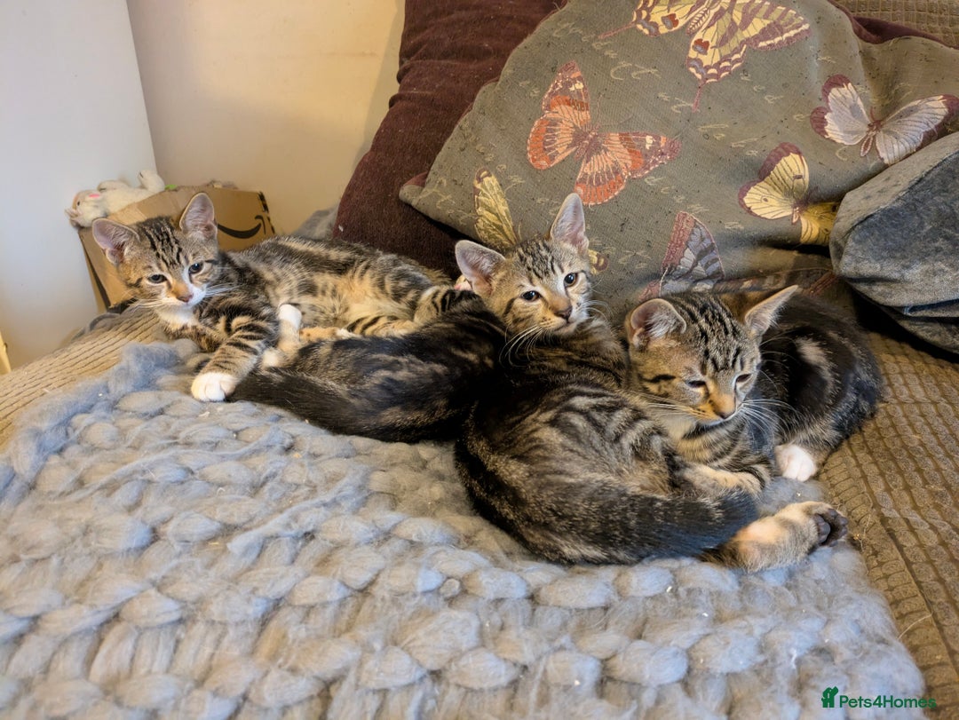 Domestic Shorthair cats for sale: Beautiful domestic short hair kittens for sale  - Image 15