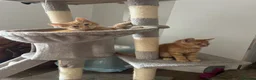 Mixed Breed cats for sale: Stunning kittens ready to find new loving homes  - Advert 2