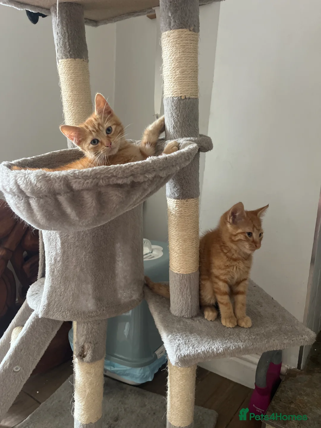Mixed Breed cats for sale: Stunning kittens ready to find new loving homes  - Advert 2