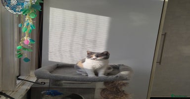 British Shorthair cats - Advert 1