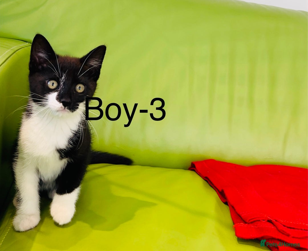Mixed Breed cats for sale: Beautiful ,clever ,healthy village Kittens - Image 21