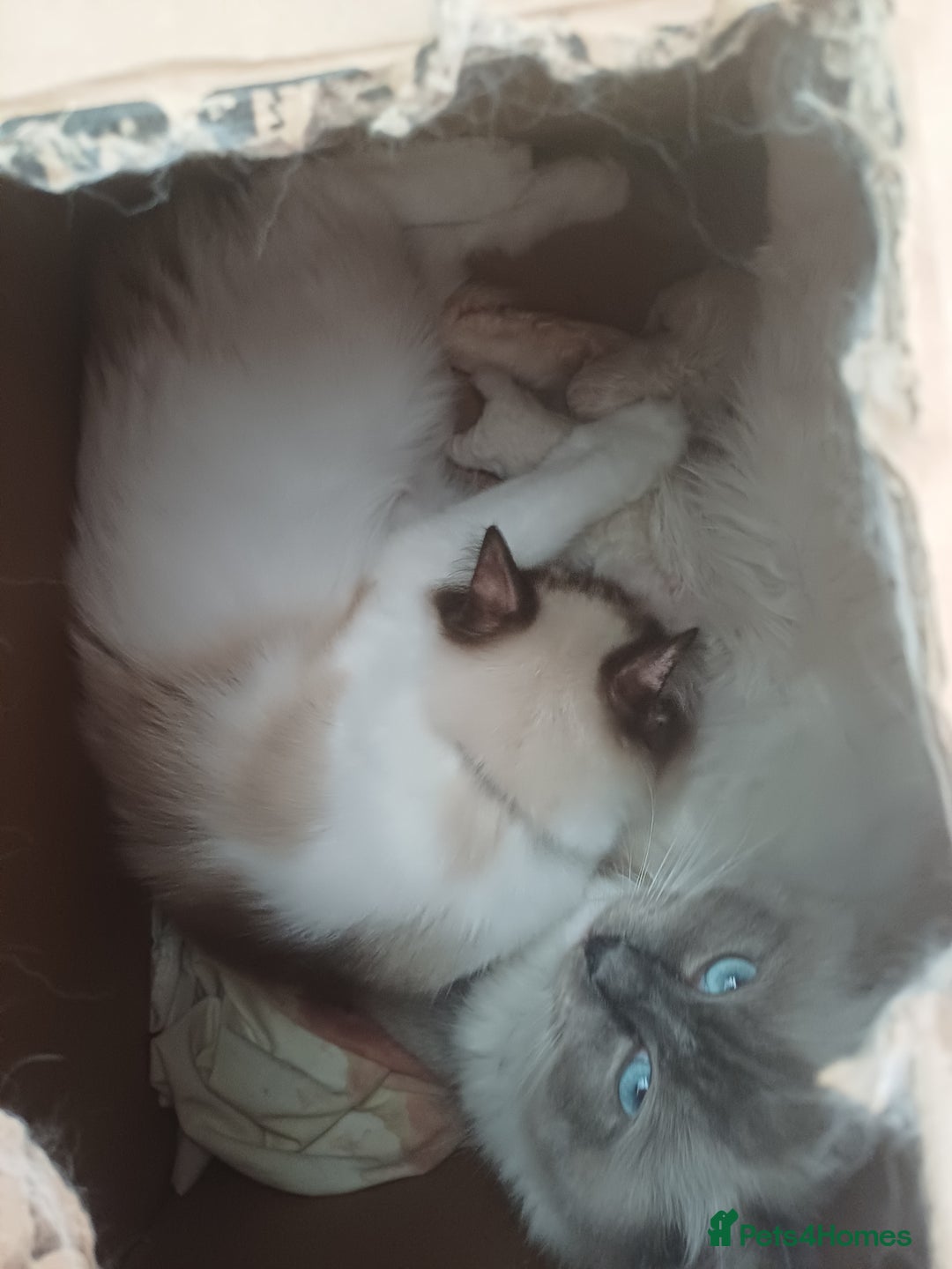 Ragdoll cats for sale: 2 Beautiful Girls available  - Image 15