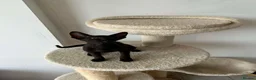 Oriental cats for sale: ORIENTAL KITTENS - Advert 2