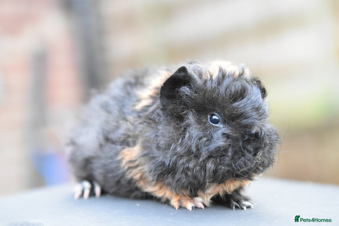 Guinea Pig rodents for sale: Baby Guinea Pigs Looking For New Home (All Males) - Advert 9