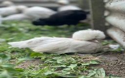 Chickens poultry for sale: Chickens hens polish baby young bantam  in Wimborne - Image 2
