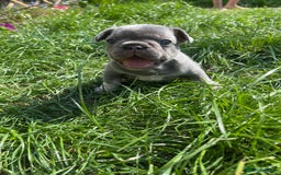 French Bulldog dogs for sale: KC registered french bulldogs  - Image 28