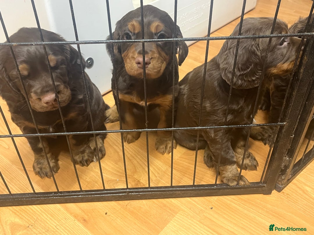 Cocker Spaniel dogs for sale: Working cocker spaniels - Advert 3