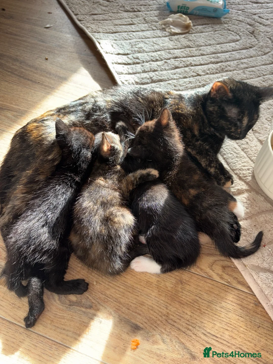 Mixed Breed cats for sale: 3 BABYS LOOKING FOR A HOME  - Advert 1