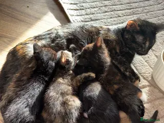 Mixed Breed cats 3 BABYS LOOKING FOR A HOME - Advert 1