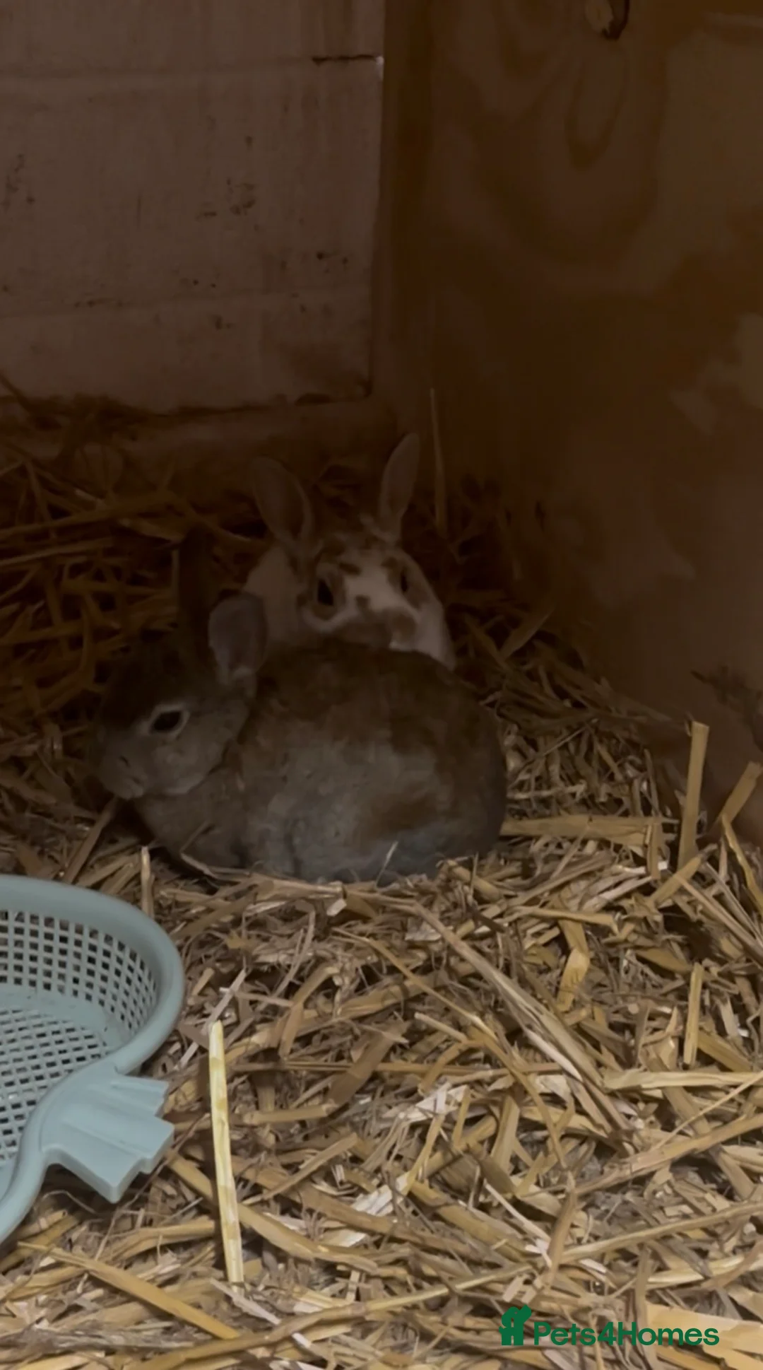 Rex rabbits for sale: 3 Rex kits for sale - Advert 2