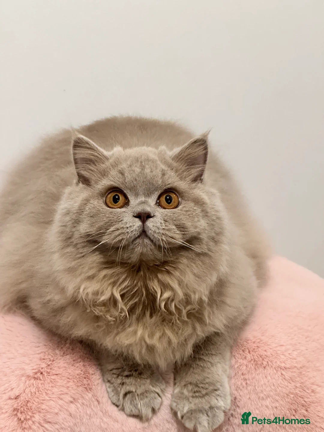 British Longhair cats for sale: Ready 🐻British Longhair chunky kittens💎🧸 - Advert 5