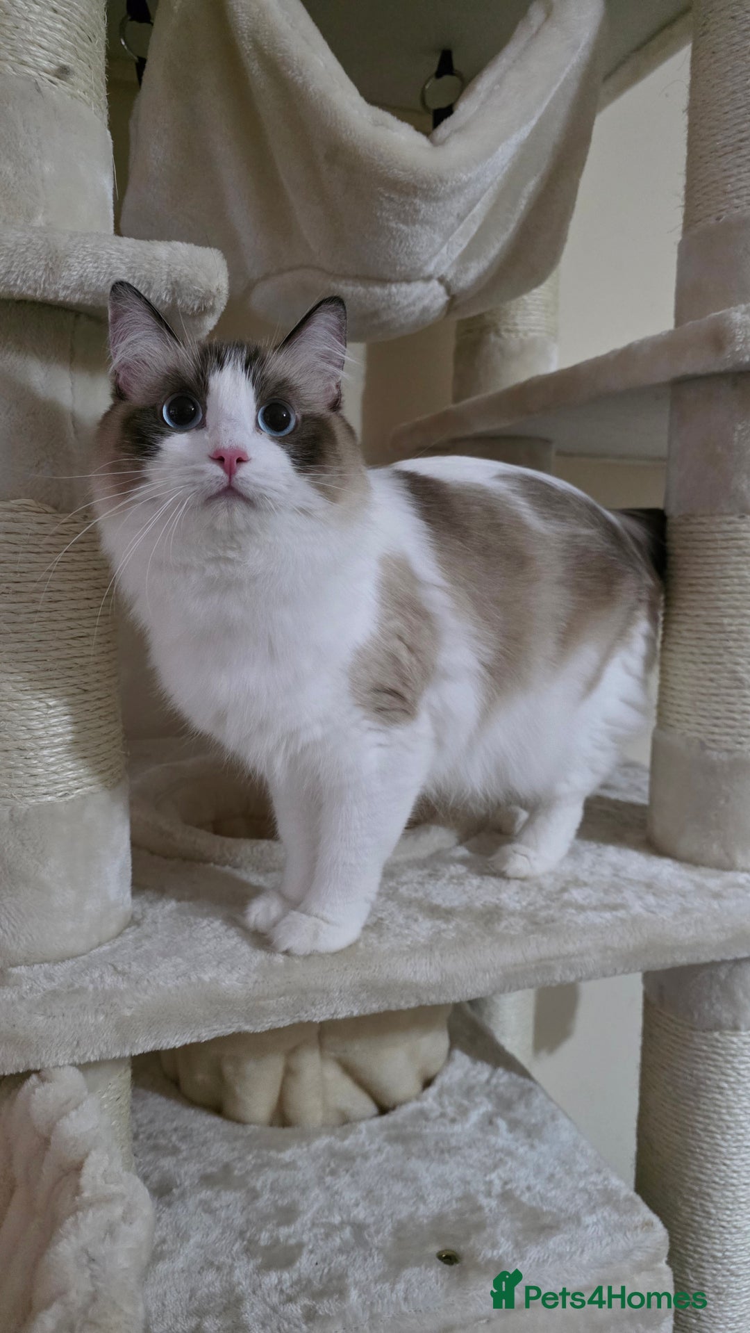 Ragdoll cats for sale: Chunky Ragdoll Kittens - Image 2