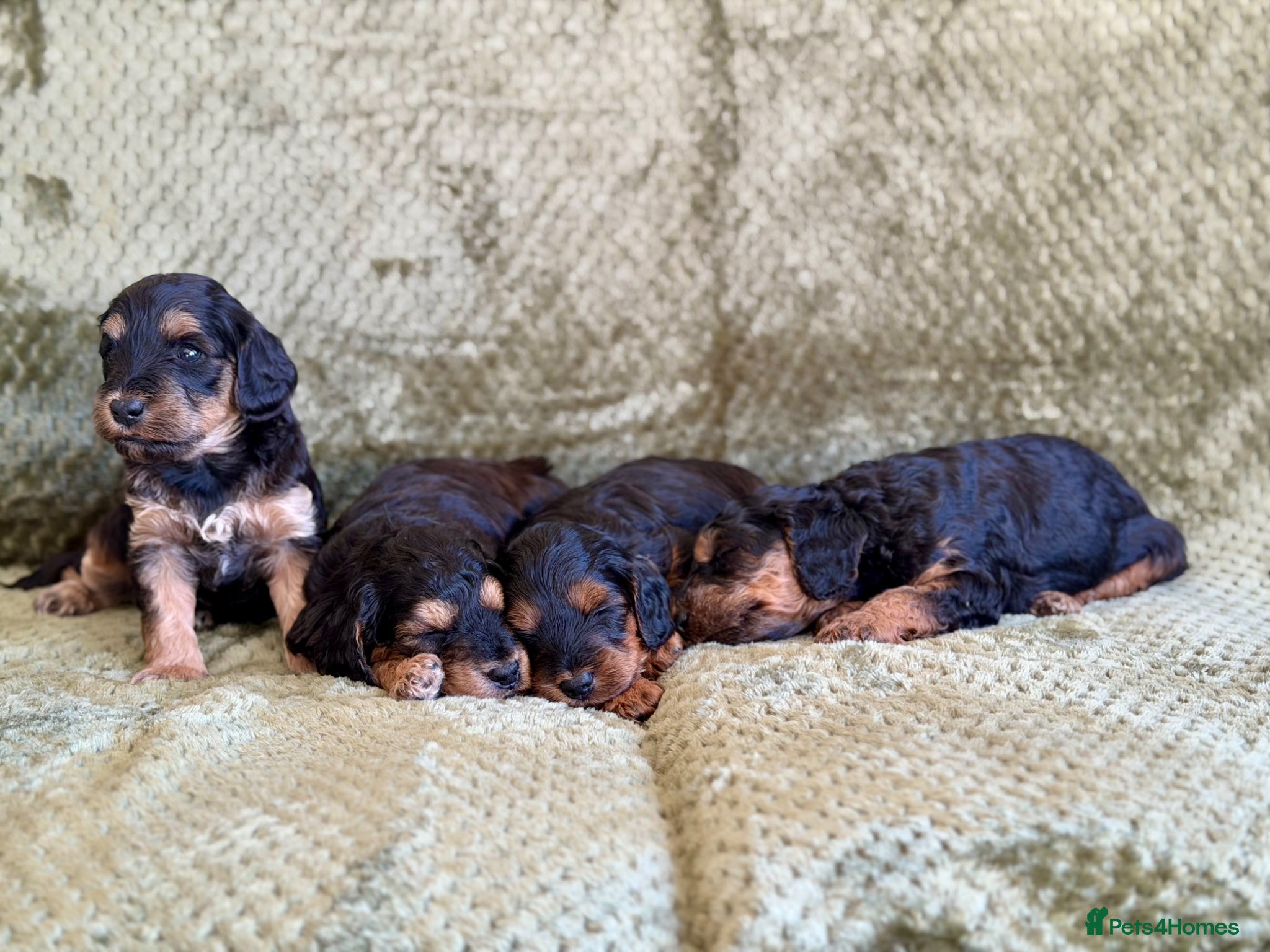 Cockapoo dogs RARE Agouti Sable Cockapoo Puppies - Advert 9