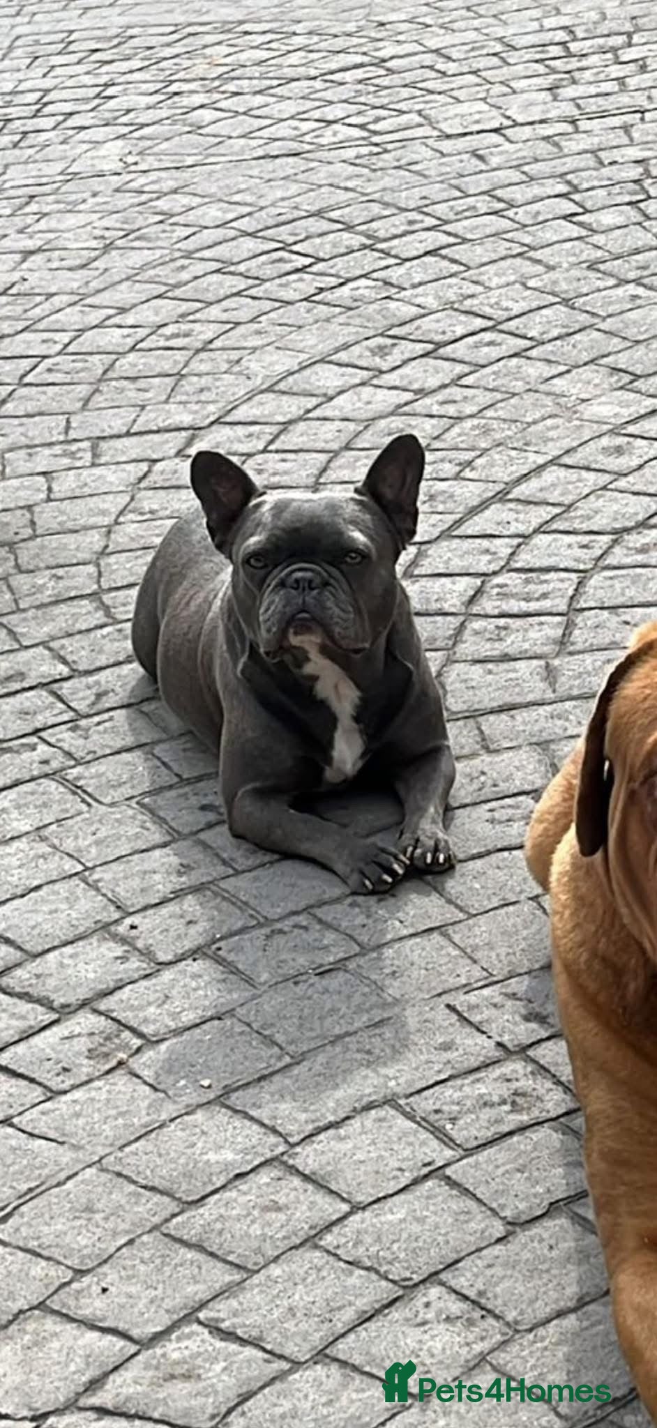 French Bulldog dogs Looking for a new home - Advert 6