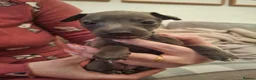 Italian Greyhound dogs for sale: Little Italian greyhound babies  - Advert 10