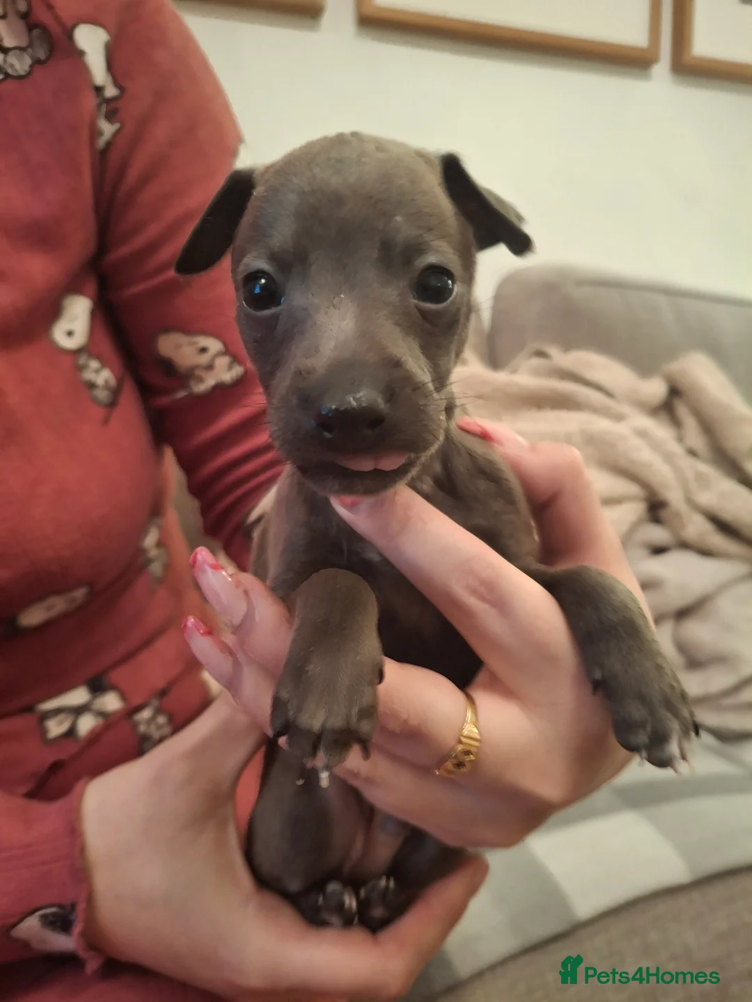 Italian Greyhound dogs for sale: Little Italian greyhound babies  - Advert 10