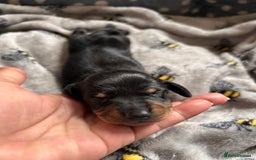 Dachshund dogs for sale: Beautiful dachshund puppies - Image 13