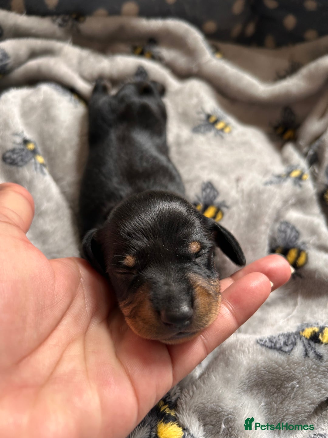 Dachshund dogs for sale: Beautiful dachshund puppies - Image 13