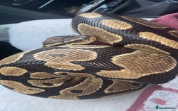 Python Snake reptiles for sale: Female ball python  - Image 2