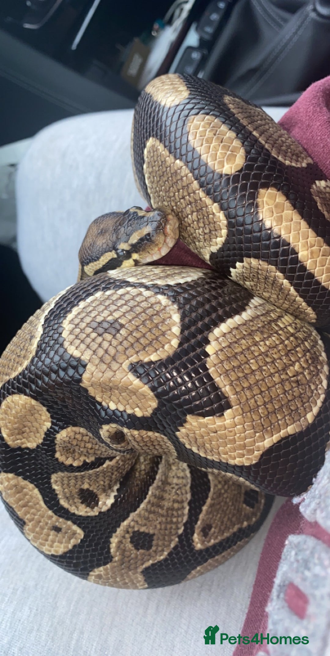 Python Snake reptiles for sale: Female ball python  - Image 2