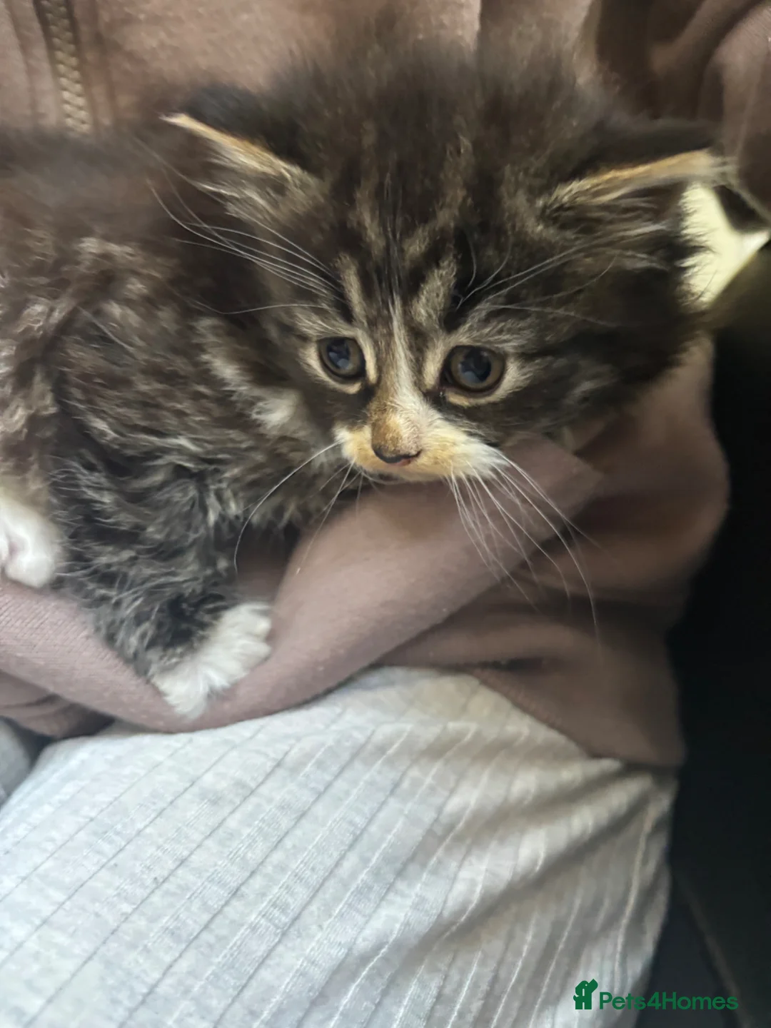 Mixed Breed cats for sale: Adorable Fluffy Male Kittens for Sale! - Advert 9