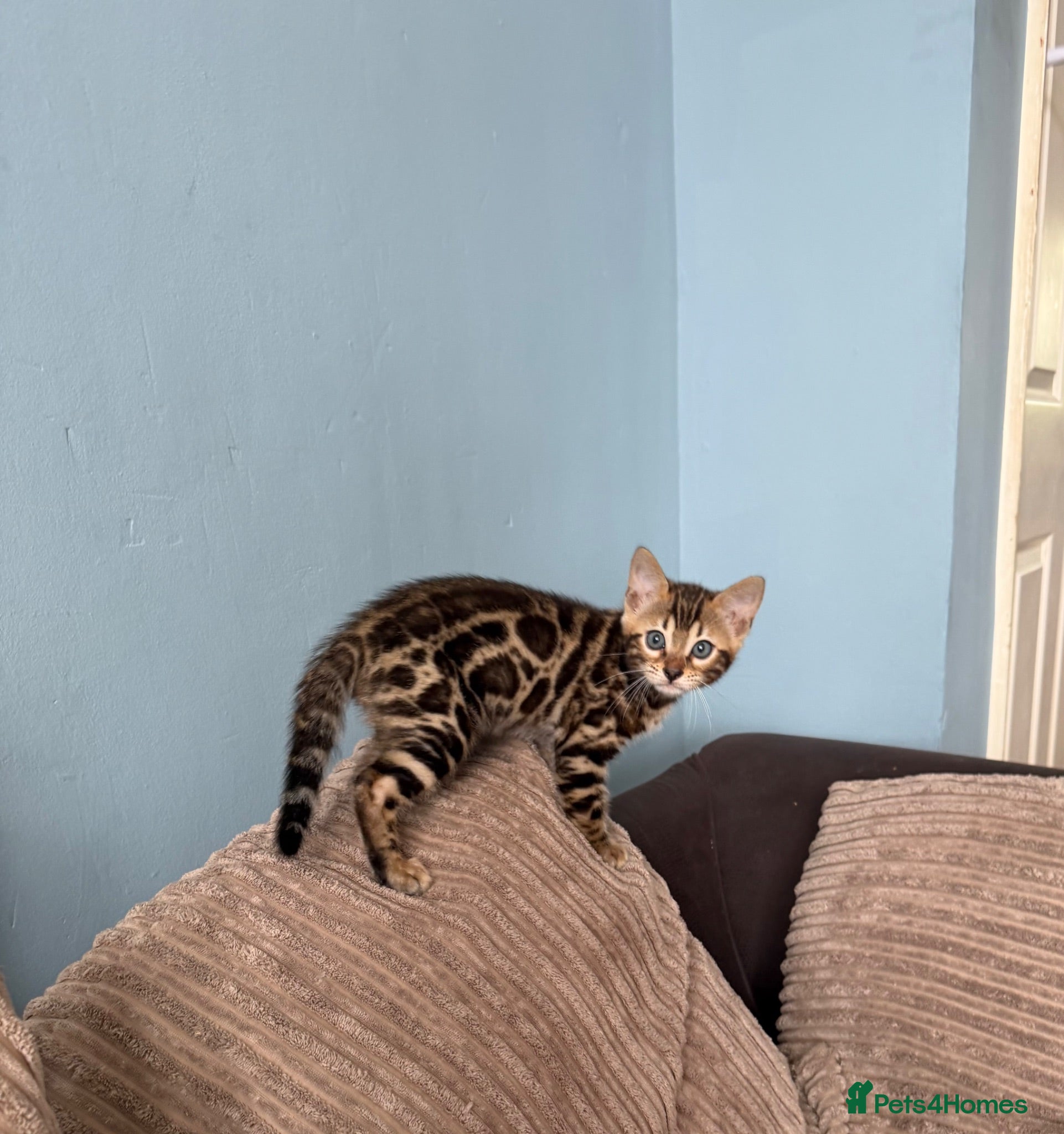 Bengal cats TICA Bengal kittens available.  - Advert 2
