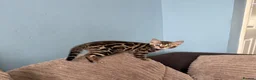 Bengal cats for sale: TICA Bengal kittens available.  - Advert 7