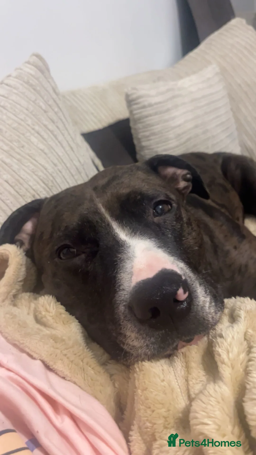 Mixed Breed dogs for sale: 3 year old male staffy cross for sale  in Cramlington - Advert 2