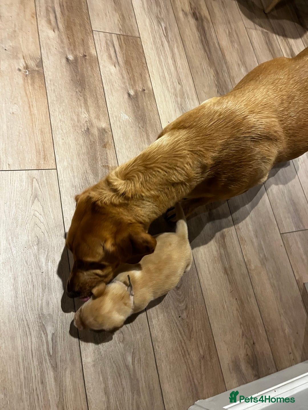 Labrador Retriever dogs for sale: Beautiful fox red puppies  - Advert 17