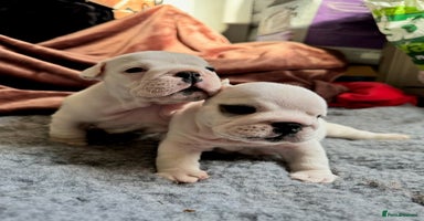 English Bulldog dogs Breed Standard Bulldog Puppies - Advert 6