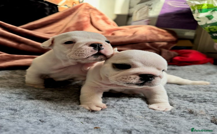 English Bulldog dogs Breed Standard Bulldog Puppies - Advert 15