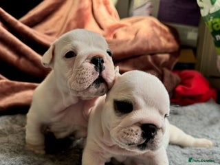 English Bulldog dogs Breed Standard Bulldog Puppies - Advert 1