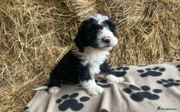 Bordoodle dogs for sale: Beautiful Bordoodle puppies - Image 22