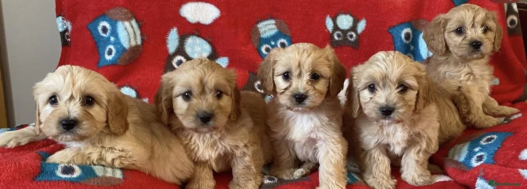 Cavapoo dogs for sale: Health tested cavapoo puppies - Advert 2