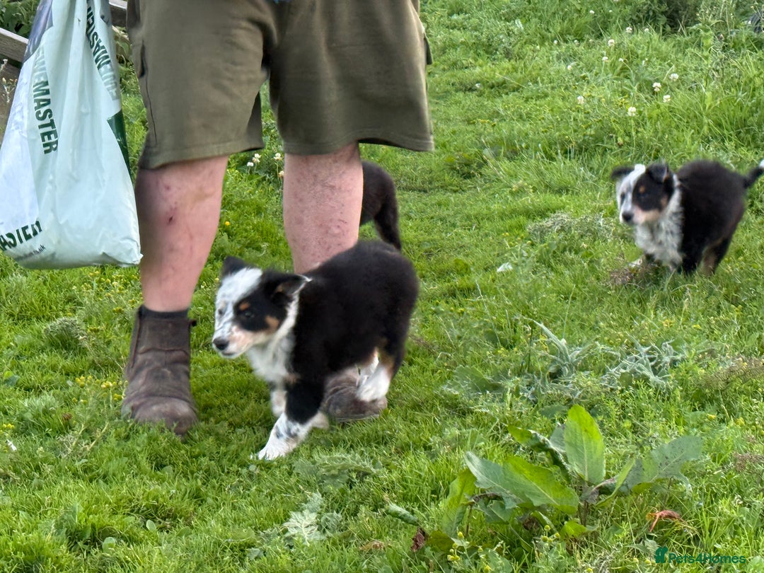 Border Collie dogs for sale: Border Collie Puppies  - Image 15
