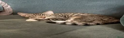 Mixed Breed cats for sale: Kittens ready to go  - Advert 8