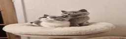 British Shorthair cats for sale: Beautiful Blue Male Kitten Neutered - Advert 9