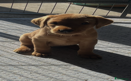 Labrador Retriever dogs for sale: Stunning fox red & black Labrador puppies  - Image 17