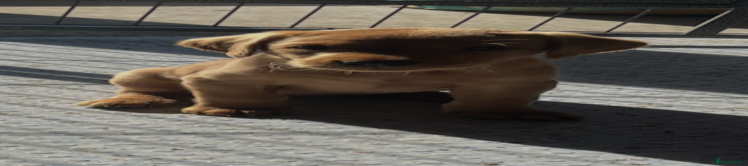 Labrador Retriever Puppy 3