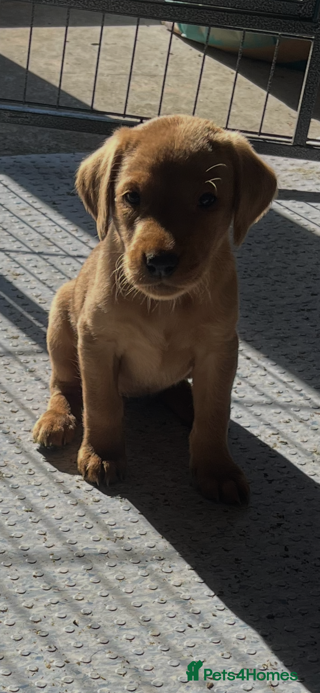 Labrador Retriever dogs for sale: Stunning fox red & black Labrador puppies  - Image 17